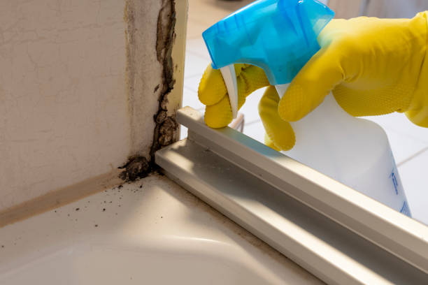 Attic Mold Removal in Jackson, KY