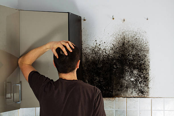Best Residential Mold Removal  in Jackson, KY