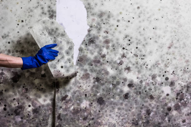 Best Residential Mold Removal  in Jackson, KY