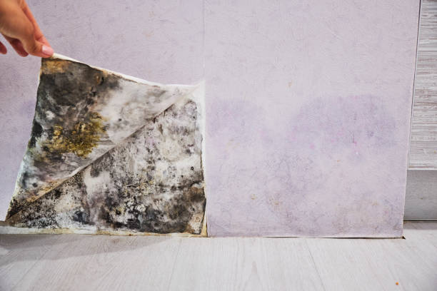 Best Office Mold Removal Services  in Jackson, KY